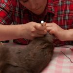 field-to-feast-taxidermy-17