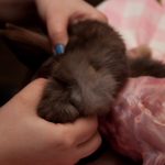 field-to-feast-taxidermy-31