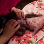 field-to-feast-taxidermy-32
