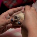 field-to-feast-taxidermy-62