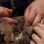 field-to-feast-taxidermy-75