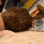 field-to-feast-taxidermy-82