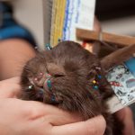 field-to-feast-taxidermy-85